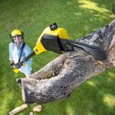 Best Tree Preservation Services  in Santa Clara, NM