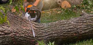 Best Tree Risk Assessment  in Santa Clara, NM