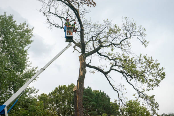 Best Utility Line Clearance  in Santa Clara, NM