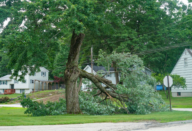 Best Tree Maintenance Programs  in Santa Clara, NM