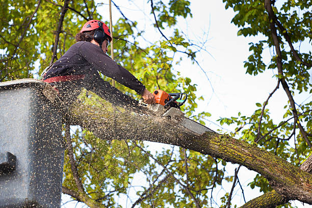  Santa Clara, NM Tree Services Pros